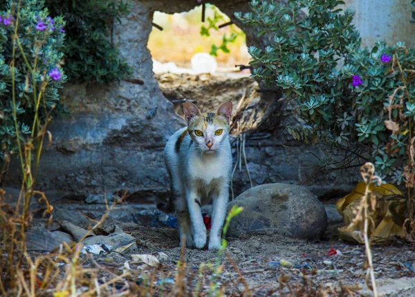 Красивая бродячая кошка — стоковое фото