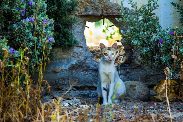 아름 다운 길 잃은 고양이 — 스톡 사진