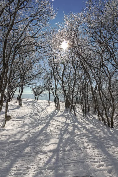 雪に覆われた冬の公園. — ストック写真