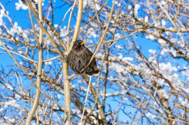 Songbird bir ağaçta oturuyor.