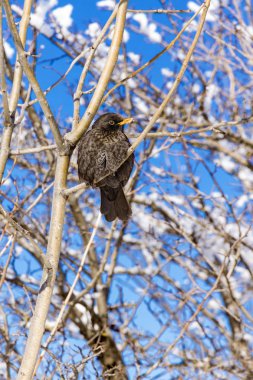 Songbird bir ağaçta oturuyor.