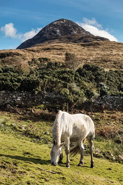 Caballos cerca del Parque Nacional Connemara, Co. Galway, Irlanda — Foto de Stock