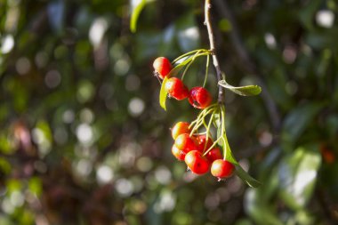 sonbahar kırmızı meyveleri