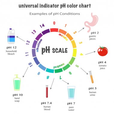asit ve alkali çözümleri, Infographic asit-baz dengesi için ph değeri ölçeğini. Kimyasal analiz asit baz için ölçek. Örnekler ph koşullardan illüstrasyon izole vektör veya arka plan beyaz