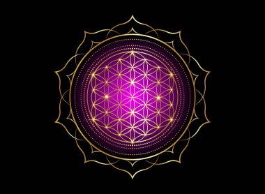 Yaşam Çiçeği, Nilüfer çiçeğindeki Yantra Mandala, Kutsal Geometri. Ahenk ve dengenin parlak altın sembolü. Mor renkli parlak tılsım, siyah arkaplanda izole edilmiş vektör.
