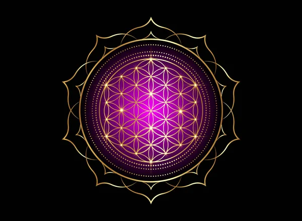 生命の花 蓮の花のヤントラ曼荼羅 神聖幾何学 調和とバランスの明るい黄金のシンボル 紫の色の神秘的な金光沢のあるお守り 黒の背景に隔離されたベクトル — ストックベクタ