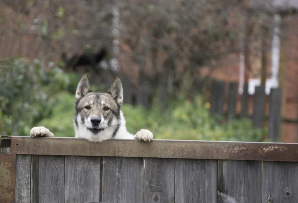 Kral şarlatan İspanyol bir çitin üzerinden arıyor