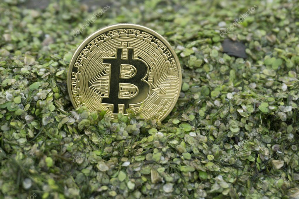 Green bitcoin. Bitcoin Green. Биткойн в зеленой заливке. Фото биткоина зеленого цвета. Кошелек биткоин зеленый слон.