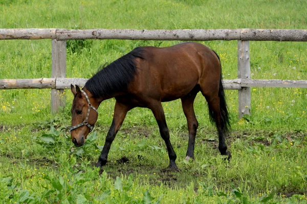 Κρεμ άλογο με μαύρα πόδια, μαύρη χαίτη στέκεται σε μια μάντρα στην άμμο . — Φωτογραφία Αρχείου