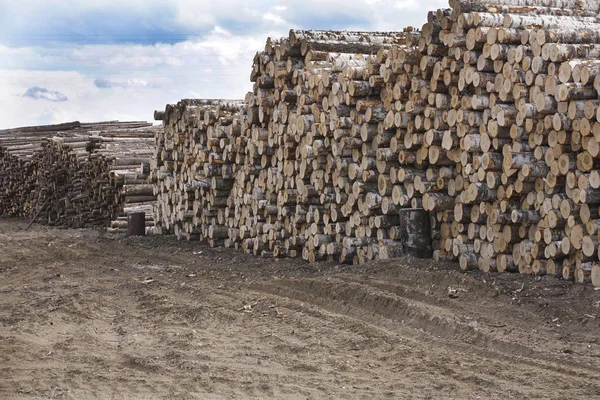 Tronchi di legno con foresta sullo sfondo Tronchi di alberi tagliati e impilati in primo piano, foresta verde sullo sfondo — Foto Stock