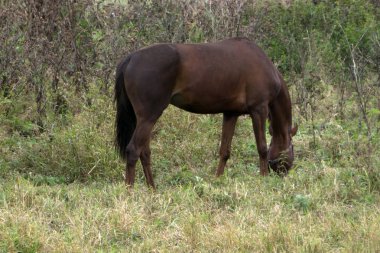 güzel karanlık defne at dörtnala alana .