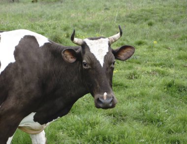 bir inek fotoğrafçı görünüyor