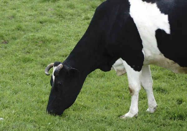 Черно-белые коровы, пасущиеся на лугу — стоковое фото