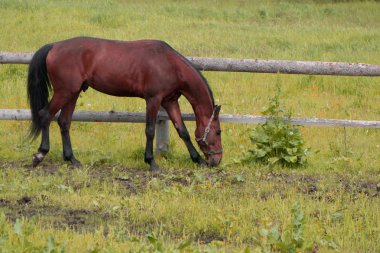 Bir düz mavi gökyüzü ile üzerinde çim yeme at .
