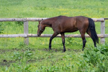 Kırsal gün batımında. Yeşil çayırlara at çiftlikleri.