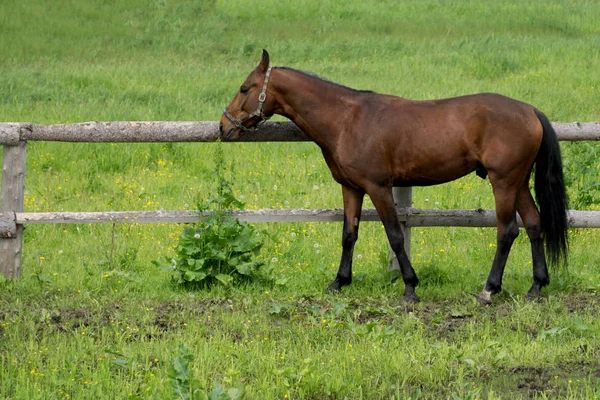 Dos caballos y potro pastan en el bosque — Foto de Stock