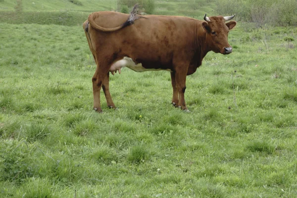 Vacas rojas pastando en un prado —  Fotos de Stock