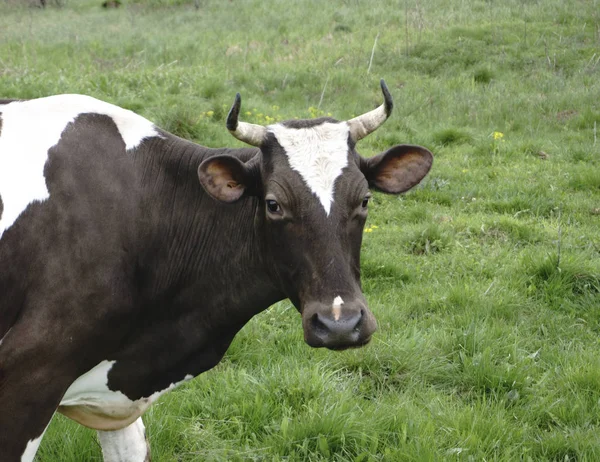 Uma vaca olha para o fotógrafo — Fotografia de Stock