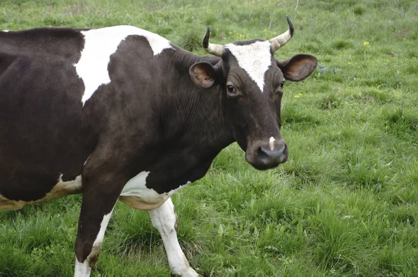 Корова смотрит на фотографа — стоковое фото