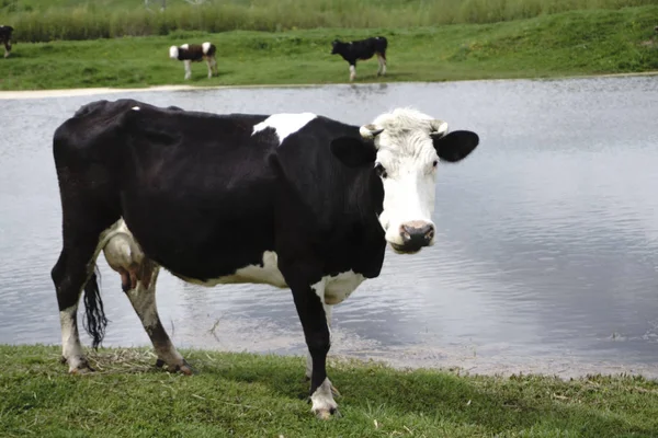 Коровы, пасущиеся на пастбищах у реки на закате — стоковое фото
