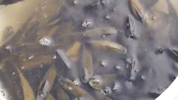 Süßwasserfische Einem Teich Fisch Einem Fischernetz Gefangen — Stockvideo