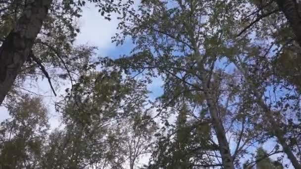 Ventos Fortes Chuva Abalaram Árvores — Vídeo de Stock