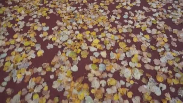 Autumn Leaves Red Background — Stock Video