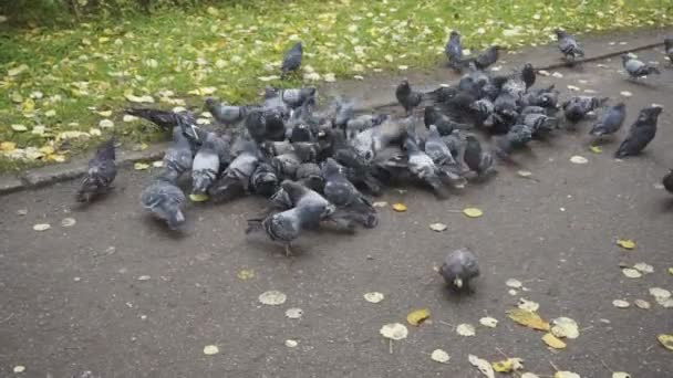 Bread Pigeons Eating Bread City Street — Stock Video