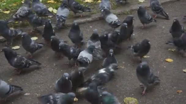 Galambok Eszik Kenyeret Galambok Eszik Kenyeret Város Utca — Stock videók