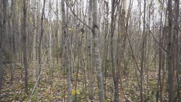 Zonlicht Zonnige Panorama Van Jonge Herfst — Stockvideo