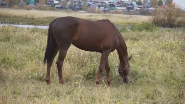 Un cheval brun broute et mange .