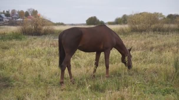 Brun Häst Äter Gräs Och Promenader Landsbygden Field Vackra Landskapet — Stockvideo