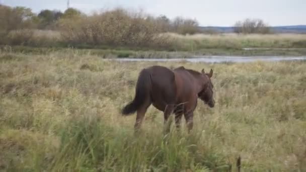 Krásný Mladý Kůň Hrát Před Kamerou Hříbě Zelené Louce — Stock video