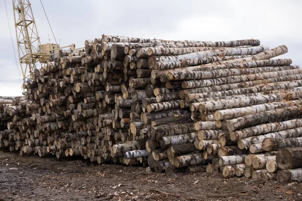 Vista de perto da pilha de logs de bétula  . — Fotografia de Stock