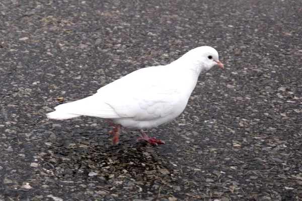 White dove on black background raw street . — Stock Photo, Image