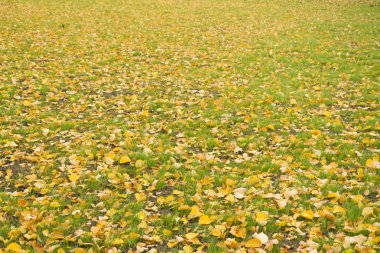 Sarı yapraklar yeşil çimenlerin üzerinde. Güneşli ışık çimlerin üzerine düşen sonbahar yaprakları. Kuru yaprakları. Parlak taze yeşil ot ve kuru düşen sonbahar yaprakları şehir parkında. Güzel sonbahar doğa arka plan.
