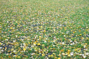 düşen sarı yapraklar yeşil çim üzerinde yalan .