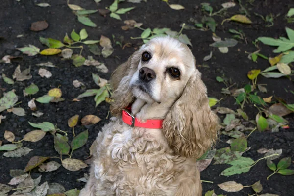 Bonito americano Cocker Spaniel 's Portrait  . — Fotografia de Stock