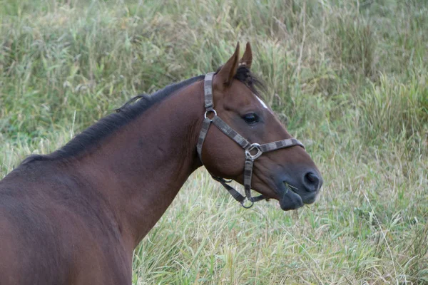 Paard hoofd close-up scène hengst volbloed . — Stockfoto