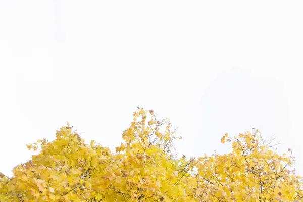Φύλλα του φθινοπώρου κατά της μπλε του ουρανού. Χώρο αντίγραφο . — Φωτογραφία Αρχείου