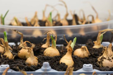 Sebze bahçesindeki tarımda soğan çiftliği.