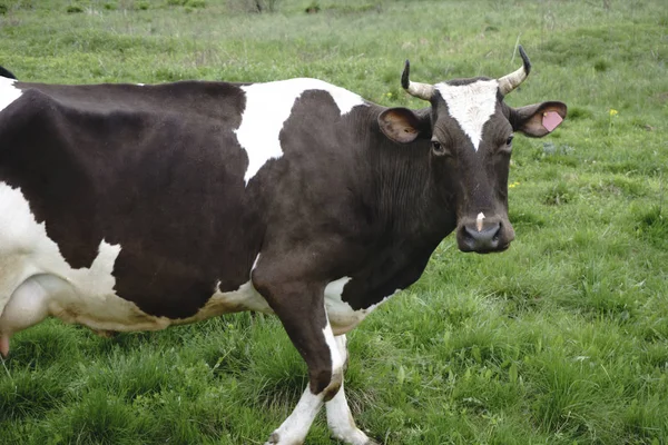 Корова с видом — стоковое фото