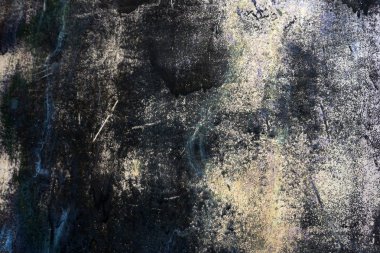 Sarı Xanthoria ve liken düz bir kaya üzerinde diğer dokular