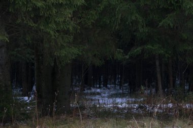 Güneşli Ladin ağacı orman