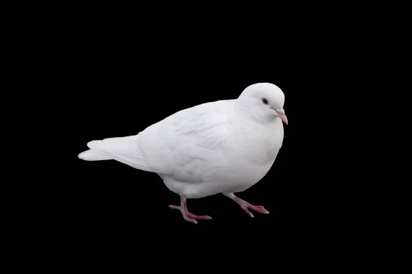 Beyaz Güvercin Sit Ahşap Acına Üzerinde Kapat — Stok fotoğraf