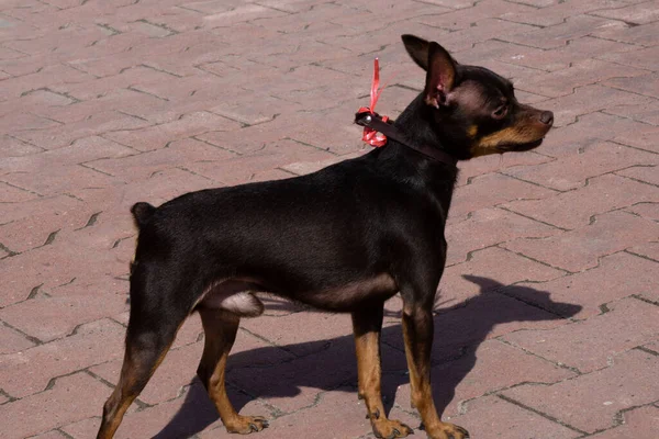 Beyaz Zemin Üzerine Rus Oyuncak Terrier Stand — Stok fotoğraf