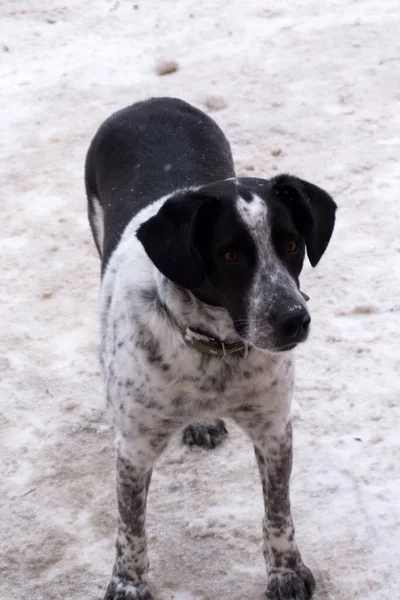 Gümüş Bıçaklı Köpek Beyaz Arka Planda Izole Edilmiş — Stok fotoğraf