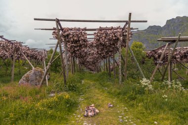 Lofoten içinde kurutma balık