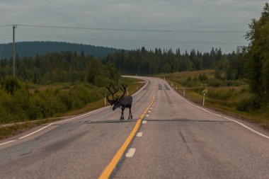 Yolda yürürken Ren geyiği