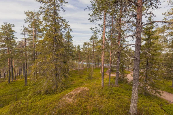 여름에서 라플란드의 숲 — 스톡 사진